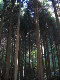 Cedar Forest surrounding the construction site of the Tower